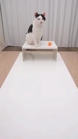 Forget Houdini, meet Meow-dini 🐾✨ Follow us! 💕  #kitty #cat #pets #magic #smart 