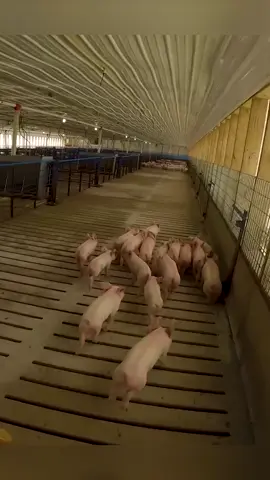 Sorting out new baby weaner pigs into the barn #pigs #thefarm #farmlife #farmer 