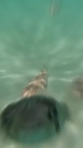 Seafood On Carnivore: Wild Caught Or Farmed Fish