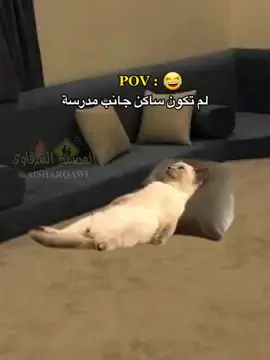 #ماجر_وإنا_طال_النظال🦅🔥✌ #ليبيا🇱🇾 #زليتن_ليبيا_زليتن_وأحلى_زليتن #ليبيا_طرابلس_مصر_تونس_المغرب_الخليج #طرابلس_بنغازي_المرج_البيضاء_درنه_طبرق 