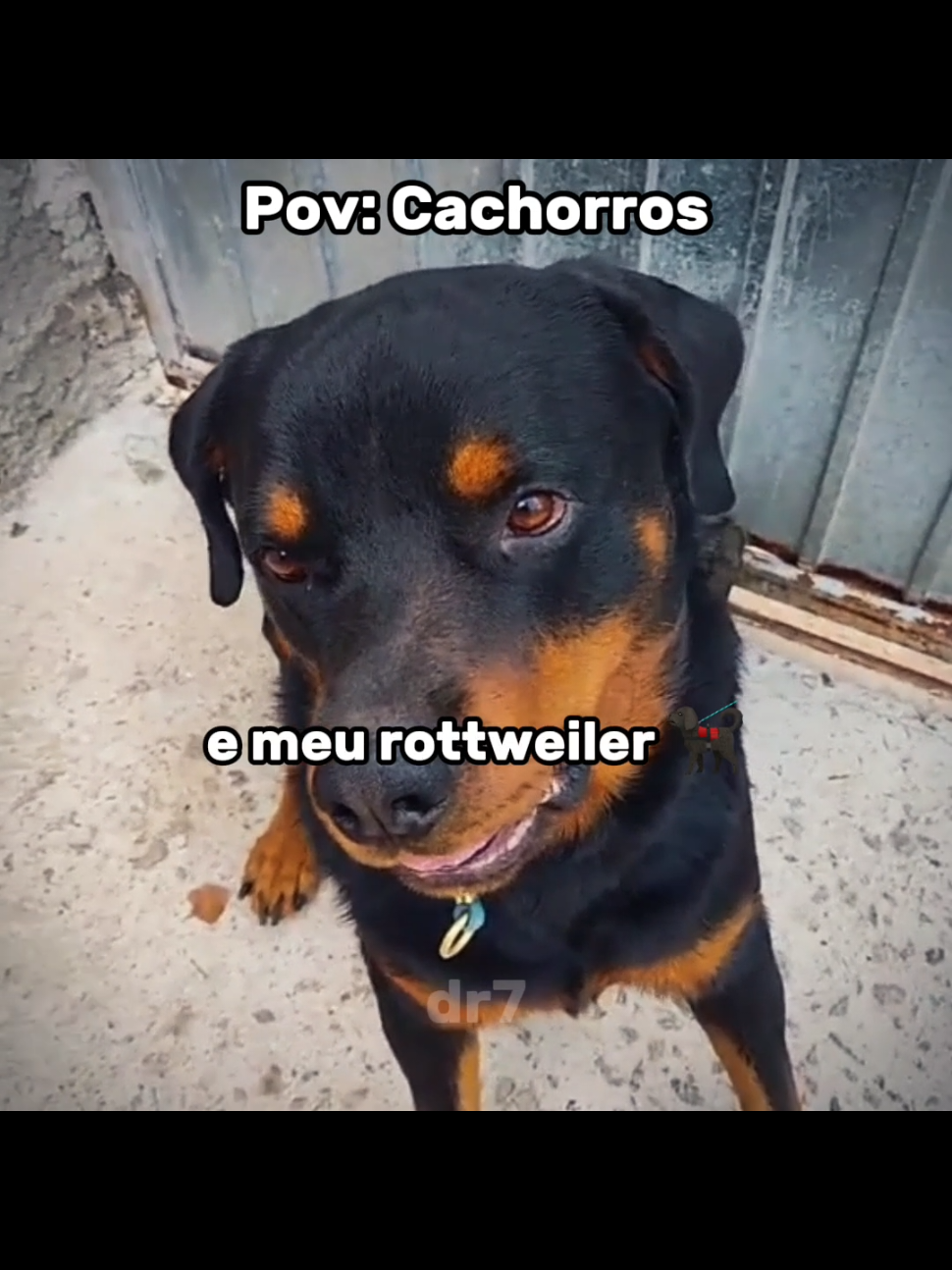 Cachorros #memes #flp #cachorro #perolasbrasileiras 