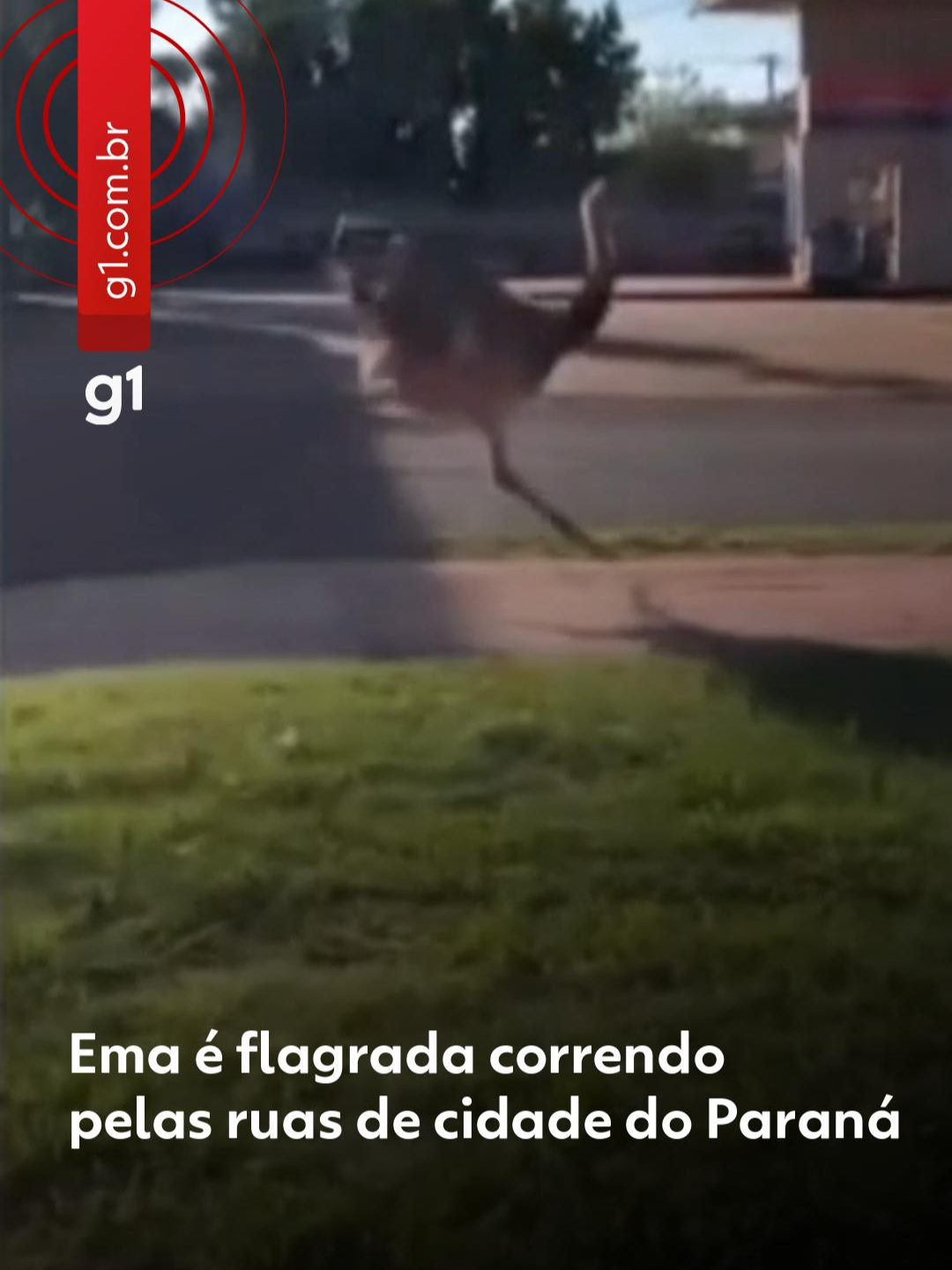 'Manhã normal' 😅- Uma ema foi vista correndo pelas ruas de Assis Chateaubriand, no oeste do Paraná, na manhã desta quinta-feira (18). A moradora Michele Camila estava indo para o trabalho quando notou o animal correndo pelo canteiro central de uma das vias da cidade. Ela filmou a cena e compartilhou nas redes sociais brincando que era 