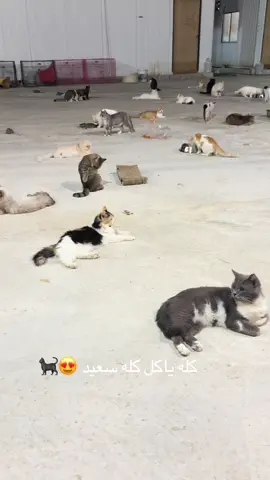 اللهم صل وسلم وبارك على نبينا محمد وعلى اله وصحبه اجمعين 🐈‍⬛🥰🤍