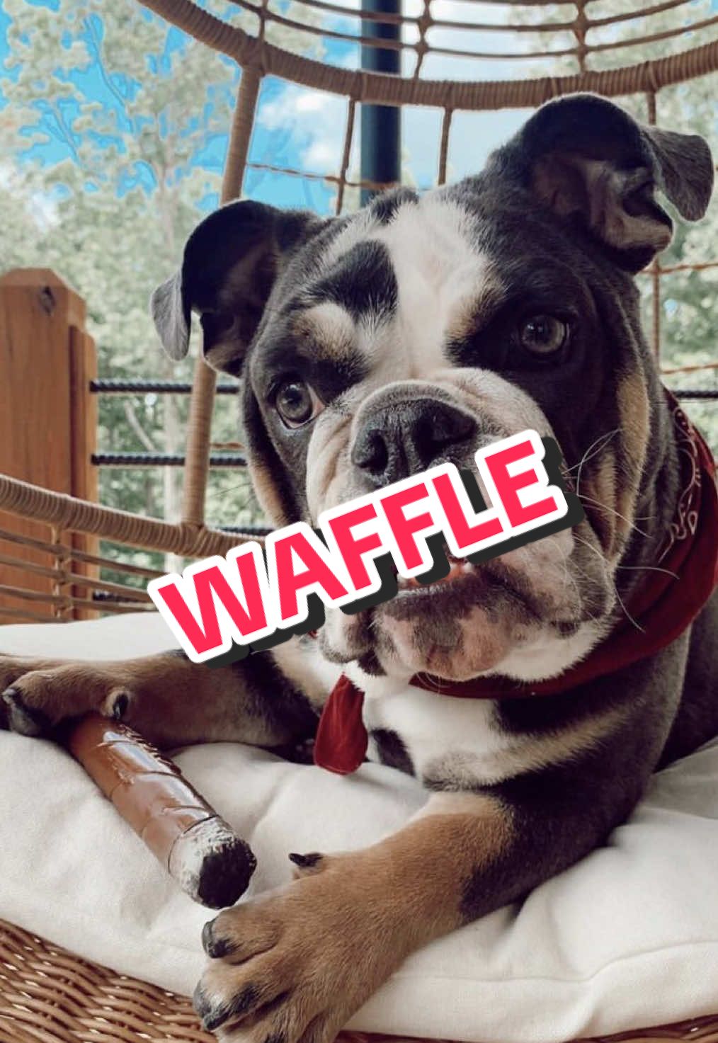 Set the example of how to treat your dogs in front of the kids! #willcompton #forthedads #dadsoftiktok #fypシ゚viral #shermanyoung 