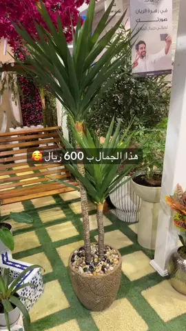 الأشجار الصناعية تضيف لمسة من الجمال لأي مساحة كما انها لا تحتاج عناية أطلبها الآن ولا تتردد ! الطلب عبر WhatsApp 📱 0533688541 #نباتات #اشجار #شجرة #نبات #حدائق_داخلية          