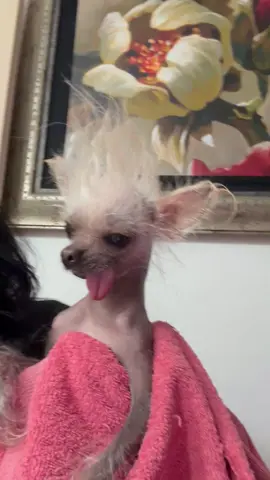 #mrpumpernickel #chinesecrested #hairlessdogs