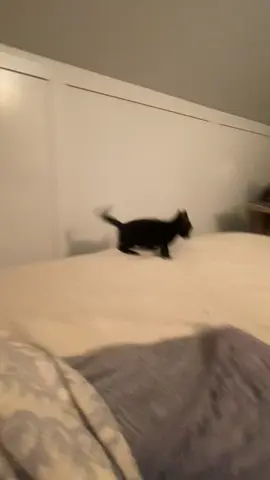 gremlin time is way more fun anyways #sumi #blackcat #catsoftiktok #kitten #zoomies 