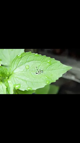 #سورة_المعارج #fyp #تلاوه #quran #آيات_قرآنية 