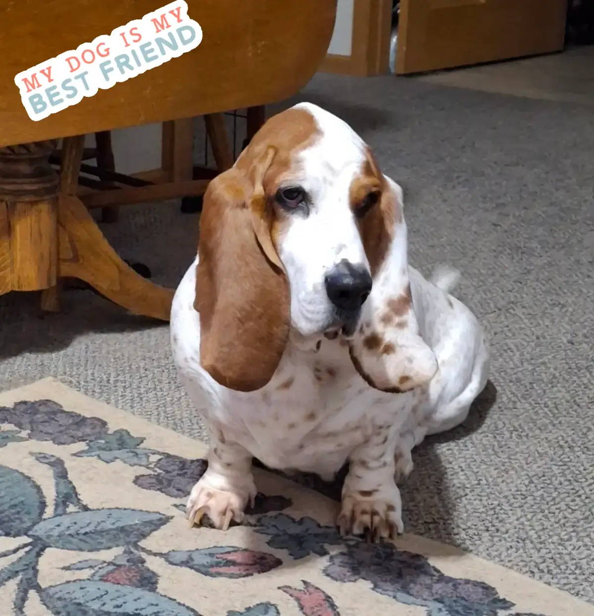 A dogs love is unconditional and furever. #bassethound #adorableanimals #dog #pet #dogmom 