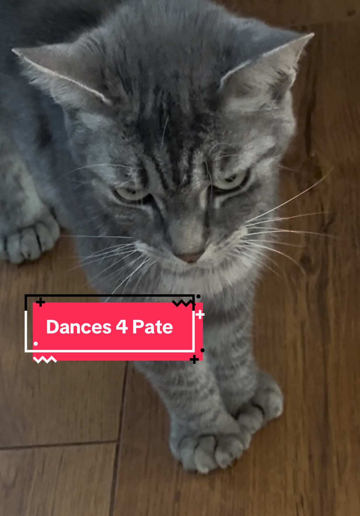 1. Eats Pate 2. Dance-n-Prance 3. Kisses with tongue  Pancake Oy🐾❤️ New 27 toes🐾merch - link in bio #polydactylcat #meow #fyp #catsoftiktok #wellwellwell 