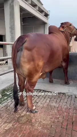 #MASHALLAH #qurbani #farminglife #shouq #cattlefarming 