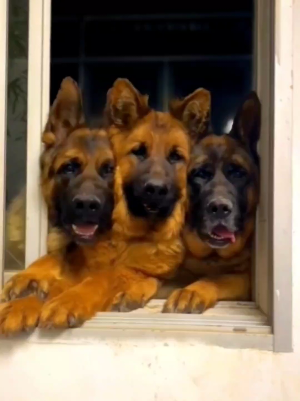 🤣Funny Animals 2025🤣Funny Dogs video🐶 part-31 #funnyanimalvideos  #funnyanimals #funnyvideos #funnydogs #dogsoftiktok 