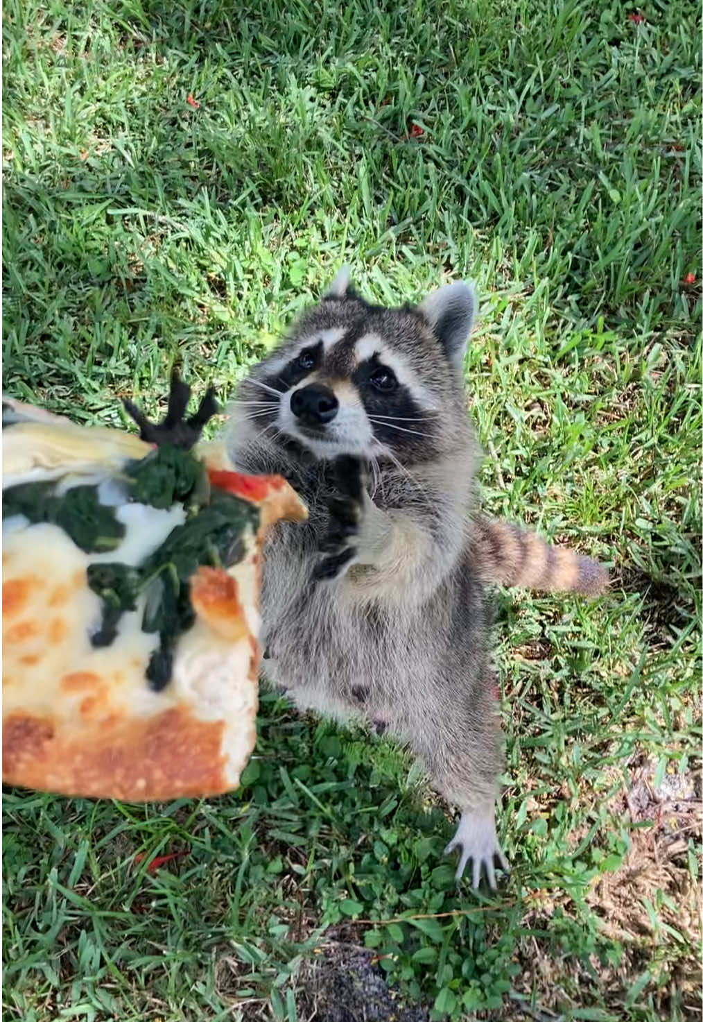 to everyone who said she is “rabid” I CAN PROMISE YOU SHE IS NOT. #fyp #raccoon 