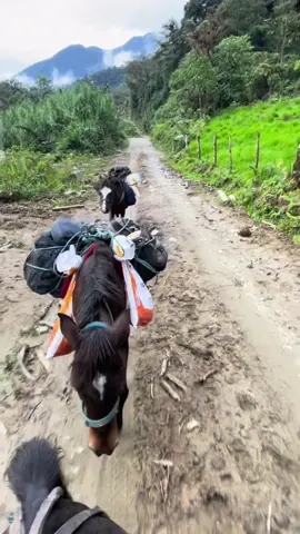 Heading home with a load #offgrid #homesteading #horses #packhorse 