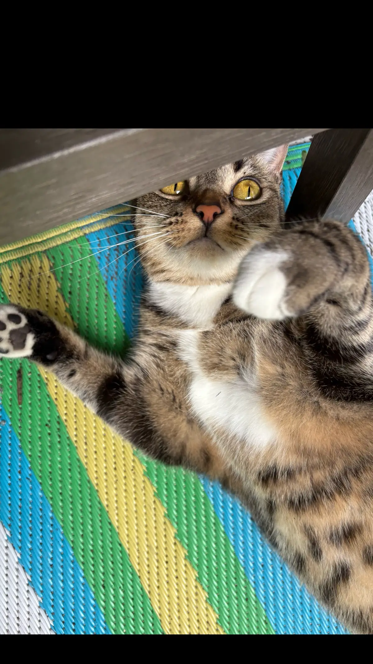 #fyp #catsoftiktok #pets #companion #catmom 