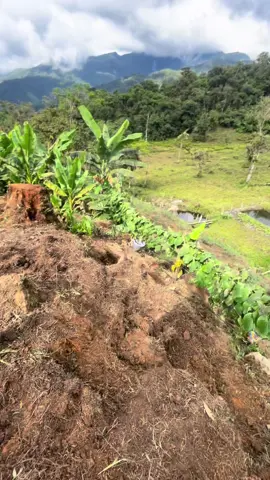 Preparing to plant bananas 🍌 #offgrid #homesteading #bannanas 