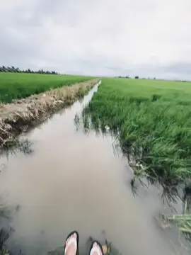 镜子里的花，一辈子都摘不完，水中的花，轻轻一碰，很快就散了! Những bông hoa trong gương, cả đời đều hái không hết, những bông hoa trong nước, nhẹ nhàng chạm vào, rất nhanh sẽ tan biến!#nhactamtrang 