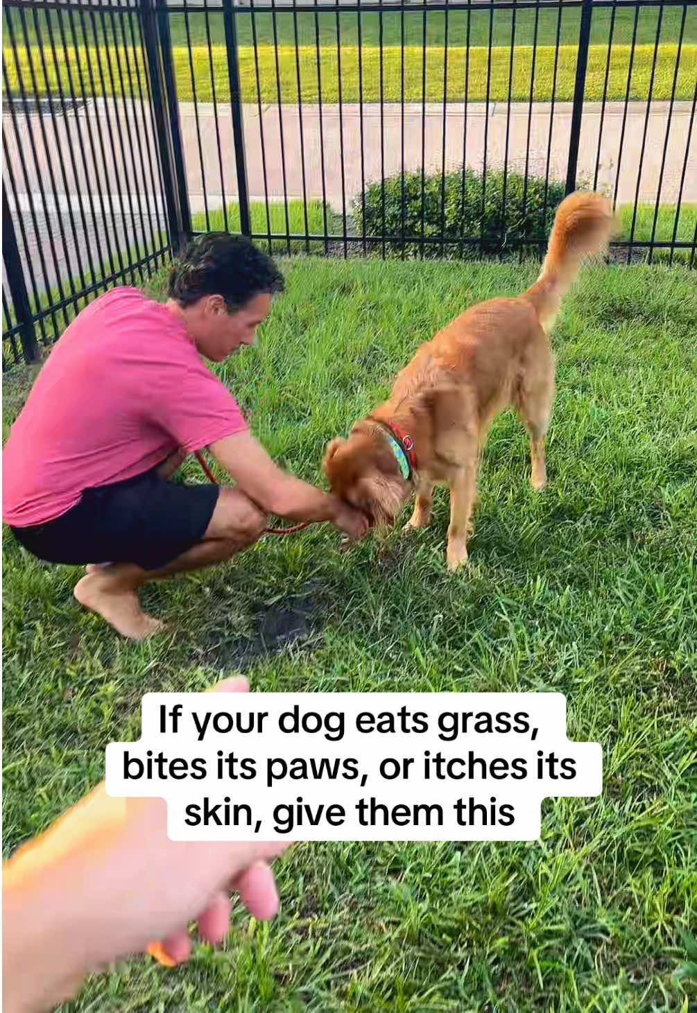 If you want your dog to stay happy, take care of their health! @PetLab Co. #ad #petlabco #dog #doghealth #fyp 