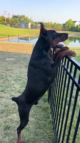 I love European Dobermans #doberman #europeandobermann #dobermanpinscher #dobermanpuppy #fypシ 