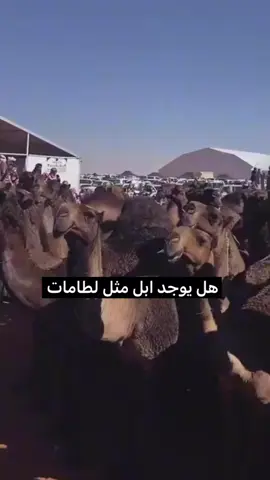 هل يوجد ابل مثل لطامات#