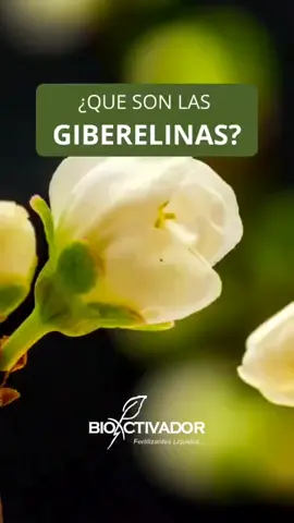 hormonas vegetales