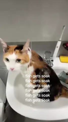 fish doesnt seem to mind soak #spirituality #kitty 