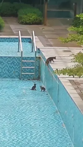 #cute #funny #animals 