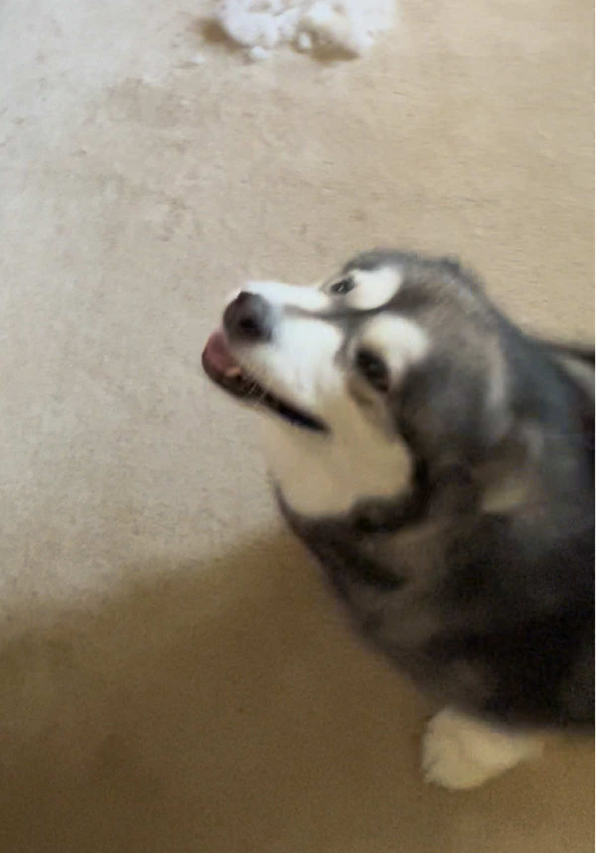 #dog #dogsoftiktok #cutedog #nopatience #dogs 