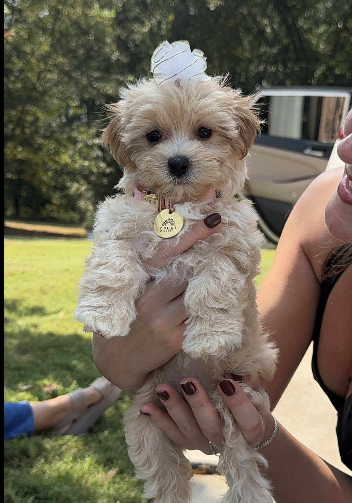 Sunni is finally here!🐶☀️💓 She is now 8 weeks old today Sep 18, 2025. Sunni is a maltipoo puppy. I’m so excited to introduce you all to her. Today was the absolute best day ever with her! She is already so confident and such a happy puppy. She did so well on her car rides🙂‍↔️ I hope you guys enjoy this video of our day with her🤎 Thank you @victorian_pawprints 🫶🏼 #maltipoopuppies #newpuppy #meetmynewpuppy #puppiesofinstgram #maltipoolife 