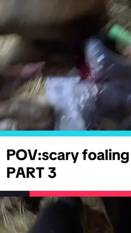 Replying to @Cristiann 🧟‍♂️ I’m going to have to make another part to this, don’t hate me! I feel like over editing would do it a disservice! It’ll be worth it I promise 😍 #horsetok #foaling #pov #gopro #birth 