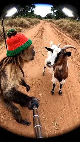 Goat dispute  #Vlog #fyp #ai #monkey 