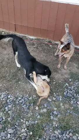 #puppy #mommy  house sitting for friends they have a cute puppy 🐶!!!