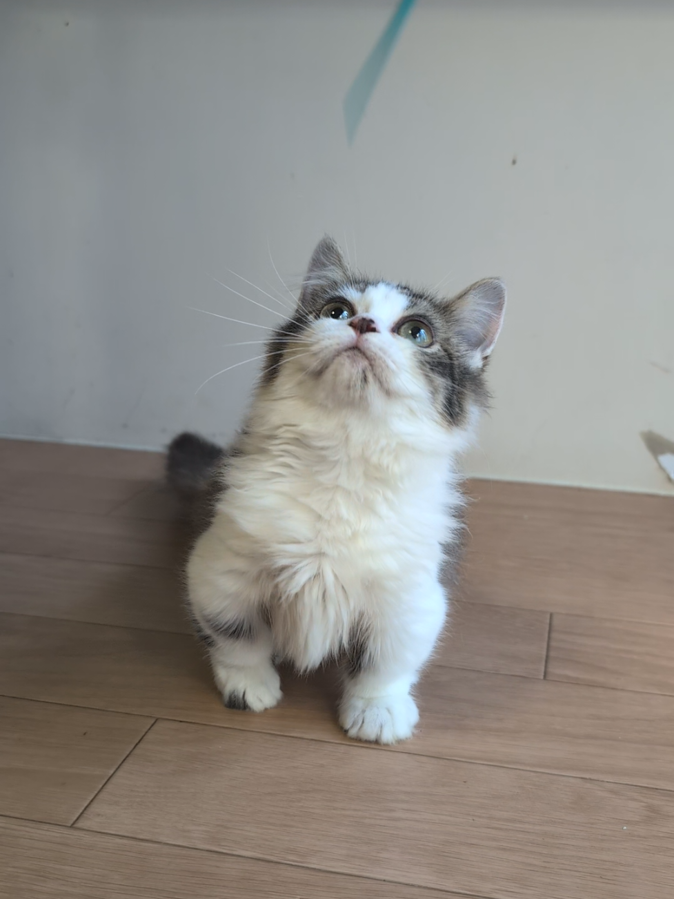 ミヌエット短足♀本能だね〜🐱 #ねこ  #子猫  #猫好きさんと繋がりたい  #ミヌエット