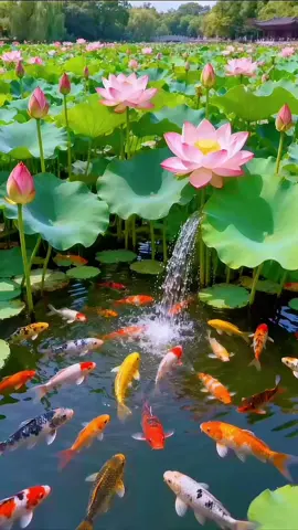 Chào buổi sáng thứ 6 cuối tuần rồi #sen #tongtai #cuocsong #chaongaymoi 