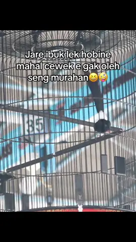 #NIAGALAUTSF #muraibatuindonesia #komunitasmuraibatuindonesia #fypシ゚viral #tiktokpelitfyp 