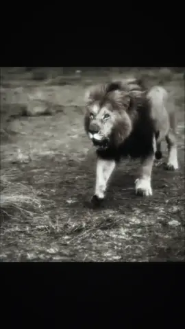 La bestia Chongo, Bila Shaka⚔️. #fyp #nature #wildlife #king #animals 