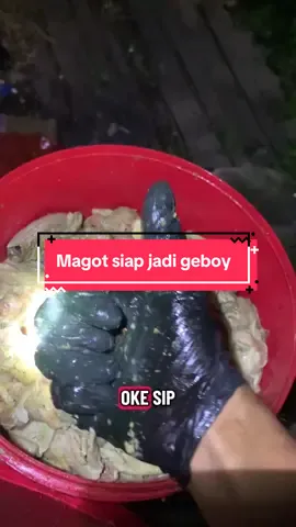 Penyerapan sampah organik dari mbg bikonversi magtot bsf #pedulilingkungan #budidayamagot #magot #hulusungaiutara 