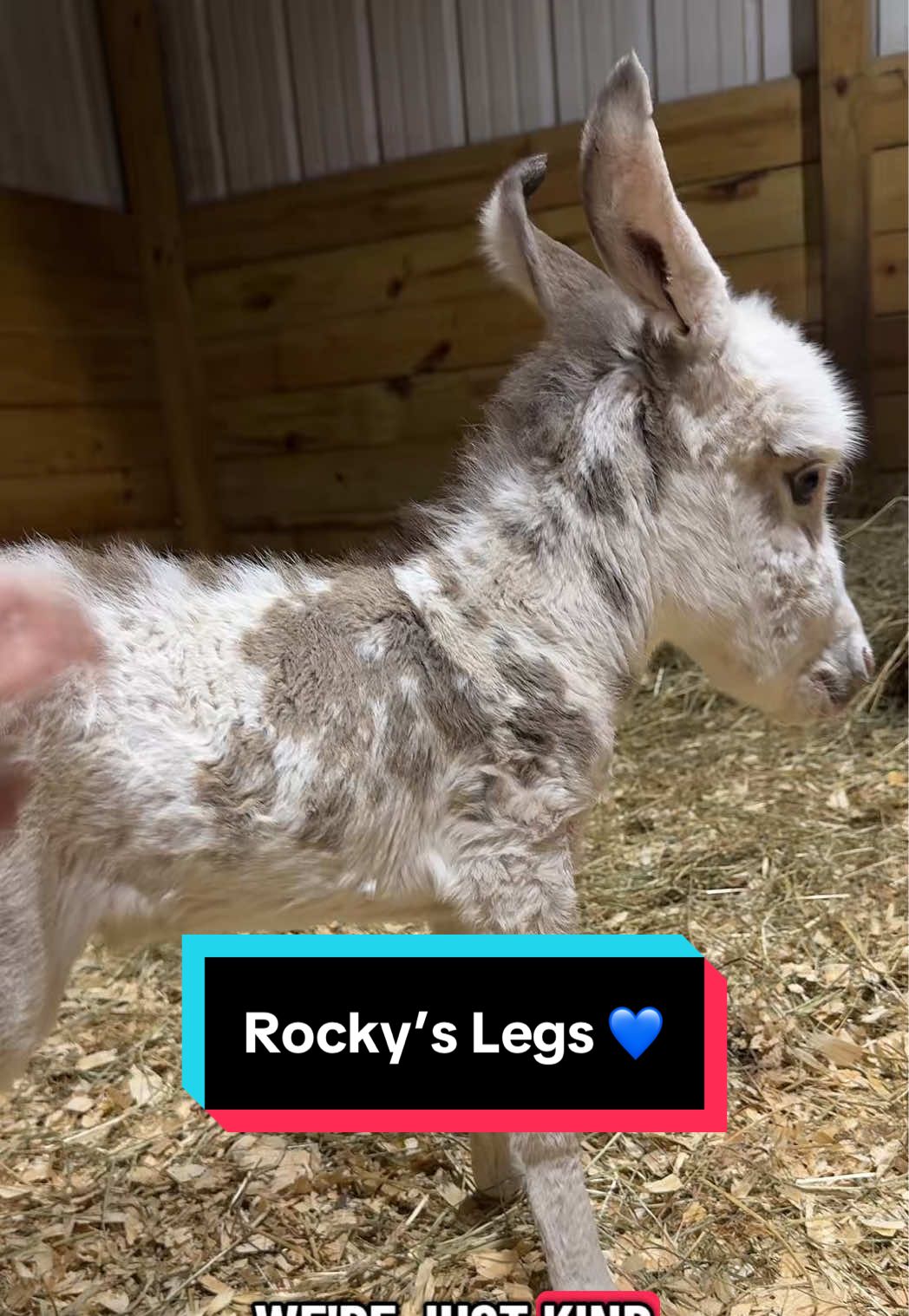 Rocky’s legs #minidonkey #donkey #farmlife #rockythedonkey 