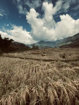 Về quê gạt lúa thôi nào… #xhuong #xh 