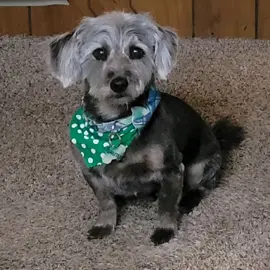 @user2804129705389 #singingdog #byrequest #singingsoothesthesoul #cutedoglife #spreadlovenothate 