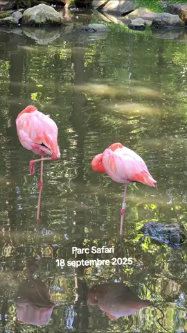 Parc Safari #parcsafari 