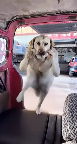#dog #dance 