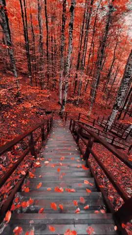 #nttpride🏝🔥 #algeria #creatorsearchinsights #you #ypfッ #شعب_الصيني_ماله_حل😂😂 