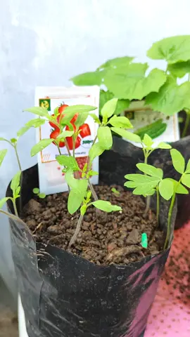 Container Gardening 🪴🪏 #growagarden  #containergardening  #vegetablegarden  #fyp 