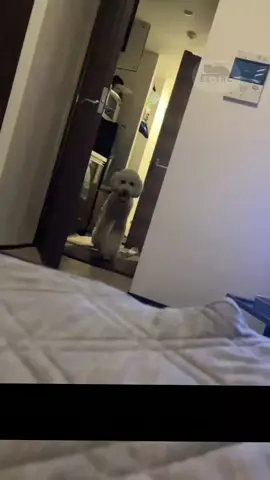 perritos comportándose extraño  #miedo #viral #perros