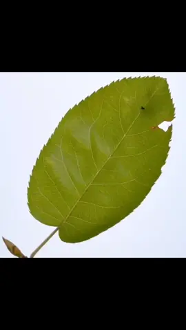 Se livre dos insetos indesejáveis com formex link do produto na vitrine da bio #formigas #insetos #matainseto 