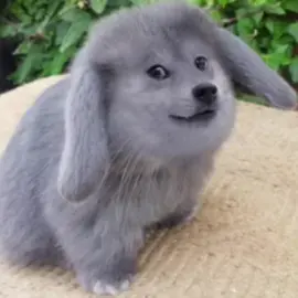 #doge 
