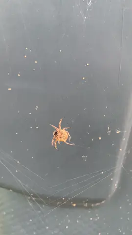 Spider 🕸️✨ Master of the web… A spider at work is nature’s own architect — patient, precise, and endlessly creative. Every strand glistens in the light, weaving a masterpiece of survival and beauty. 🌿☀️ #S#SpiderLifeW#WebOfNatureN#NatureVibesW#WildAndWonderfulI#InsectWorld     