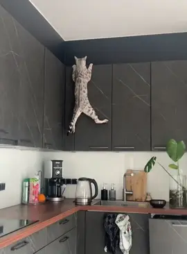 Destructive cat #cat #funnycat #cats #funnyvideos #fyp 