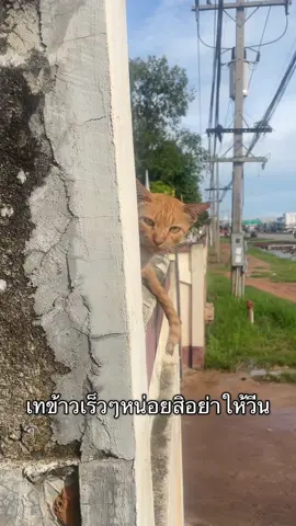 ไอ้ส้มมันวีน มาเทข้าวช้าไป1นาที กดดันมากทุกวันนี้😆😆😆#mypet #แมวจร #แมวส้ม #แมวข้างกำแพง #แมววัด 